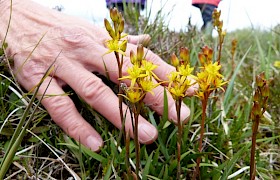 Bog Asphodel on Ushenish Peter Skelton