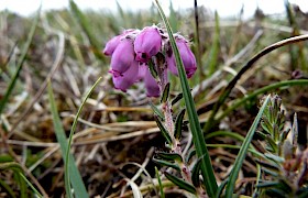 Bell Heather on Ushenish Peter Skelton