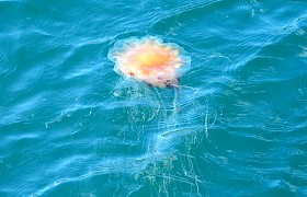 Lions Mane Jellyfish Peter Skelton