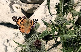 Painted Lady butterfly Lynsey Bland