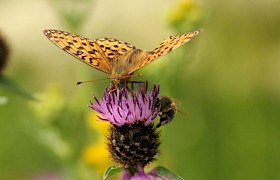 Pearl bordered fritillary on knapweed