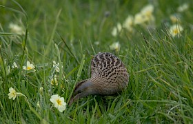 Primrose and corncrake Richard Rees