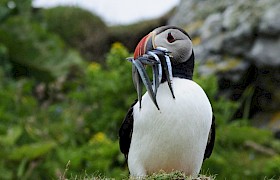 Sandeels in Puffin Beak Murray Foote