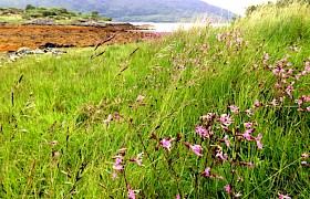 ragged robin Lynsey Bland