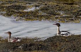 Red breasted merganser Mick Temple
