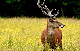 Red deer stag in velvet on the Isle of Rum by Wildlife Guide Lynsey Bland