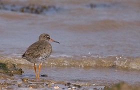 Redshank Nigel Spencer