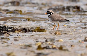 ringed plover Georgina Kelly