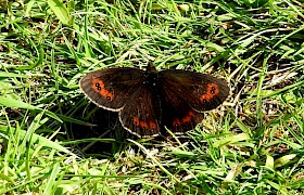 Scotch Argus Mr Lonsdale