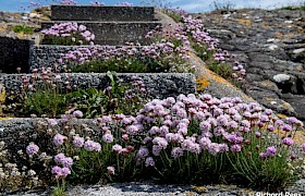 Sea Thrift on Hyskier Richard Rees