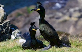 nesting shags on Lunga, Treshnish Isles Derek Prescott