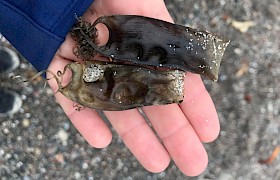 small spotted catshark eggcase on iona lynsey bland