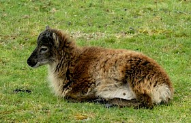 Soay Lamb St Kilda Julie Achroyd