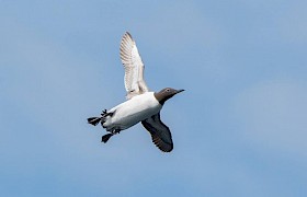 Bridled guillemot Sam Udale-Smith