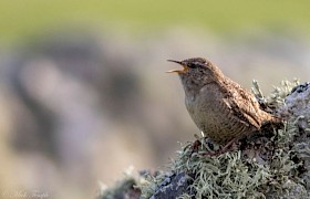 The St Kilda Wren Mike Temple