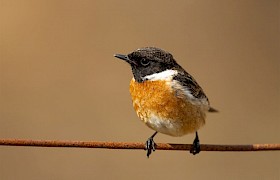 stonechat nigel spencer