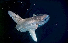 Sunfish Chris Gomersall