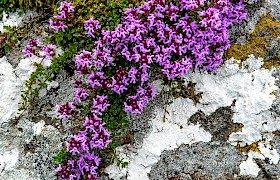 Wild thyme Janet and Alan Dixon