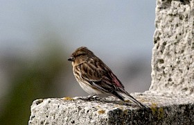 Twite Mick Temple