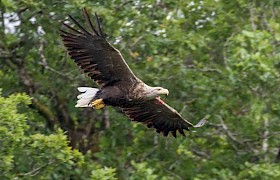 White tailed eagle Nicola Kulesza