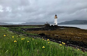 Flag Iris at Tobermory Lighthouse Lynsey Bland