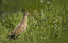 Corncrake