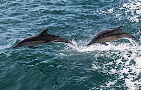 Dolphins guest Steve Lloyd