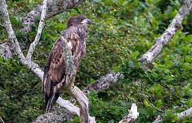 Eagle by Guest Steve Lloyd