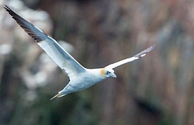 Gannet guest Steve Lloyd