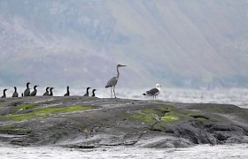 Heron and seabirs Connor