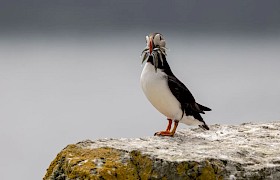 Puffin Guest John Bartram