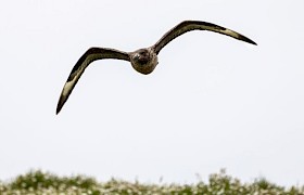 Skua Guest John Bartram