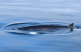 Minke whale  Linsey Bland