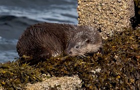 Otter Guest Brian Fairweather