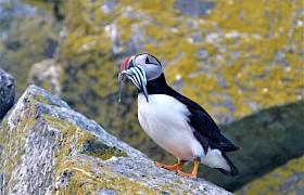 Puffin Guest Pauline Calvert