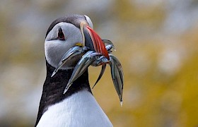 Puffin Guest Steve lloyd