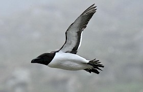 Razorbill  Linsey Bland