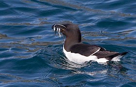 Razorbill guest Steve Lloyd