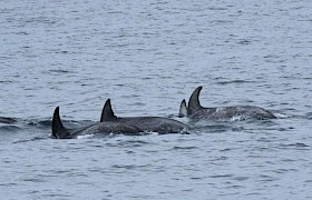 Risso Dolphins  Linsey Bland