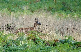 Roe deer Wildlife Guide Will Smith