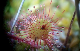 Round leafed sundew connor