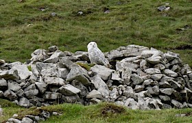 Snowy Owl St Kilda  Linsey Bland