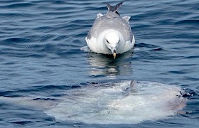Fulmar and Sunfish Wildlife Guide Will Smith