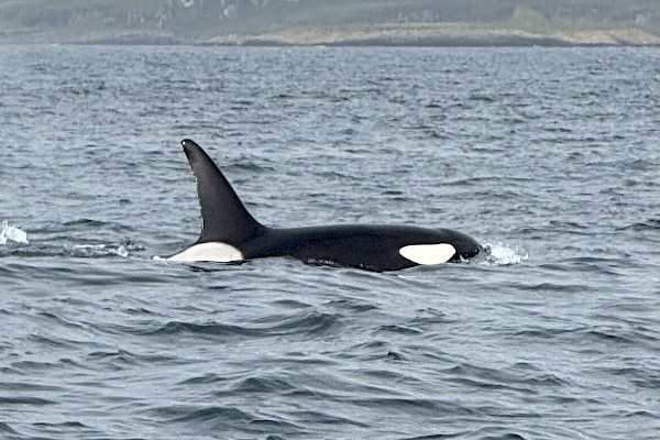 orca_ef.jpeg