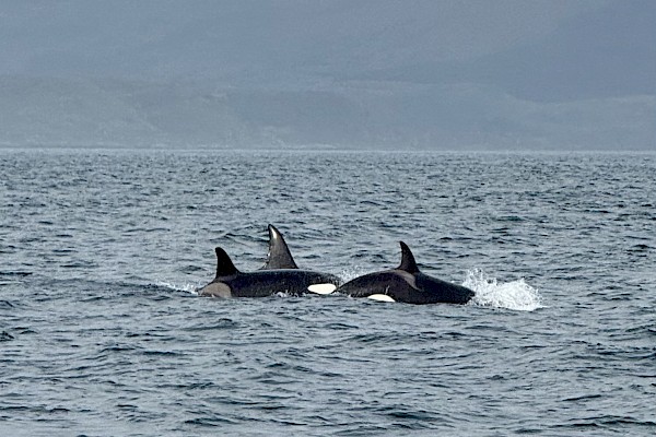 orca_ef_2.jpeg