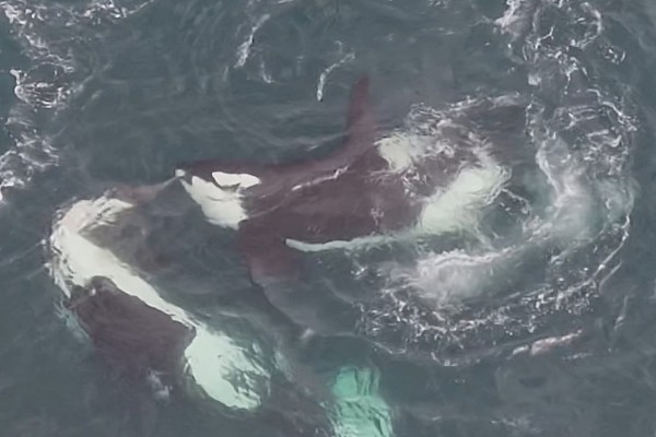 orca_eating_dolphin_2.jpg
