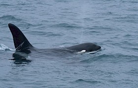 West Coast Orca Aquarius by Guide Lynsey Bland