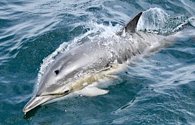 Common Dolphin by Guide Lynsey Bland
