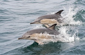 Dolphins by Wildlife Guide Sam Udale-Smith