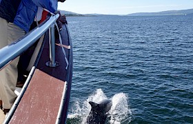 Guests with dolphins by Guide Will Smith